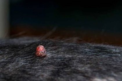 Psí plemeno kokršpaněl s infekcí virem papilloma — Stock obrázek
