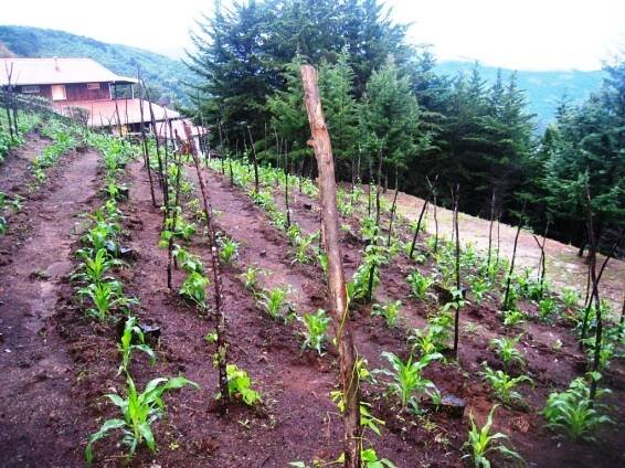 Quinta GALEON Organic Farm