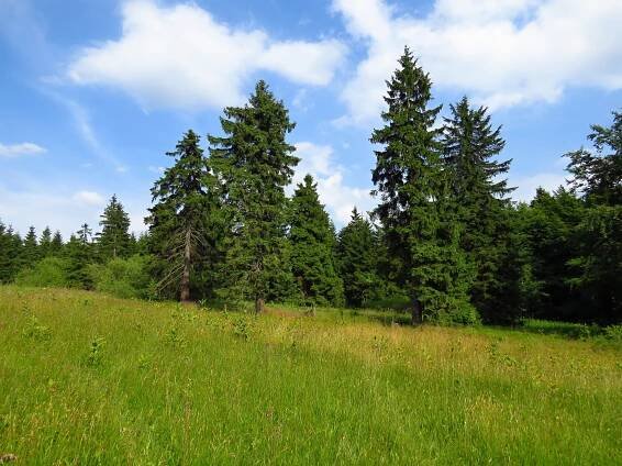 Přírodní rezervace Bukačka - Sedloňov, Orlické hory a Podorlicko