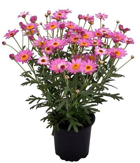 Kopretina kapská Osteospermum, různé druhy, 1 ks, pr. kv. 11 cm