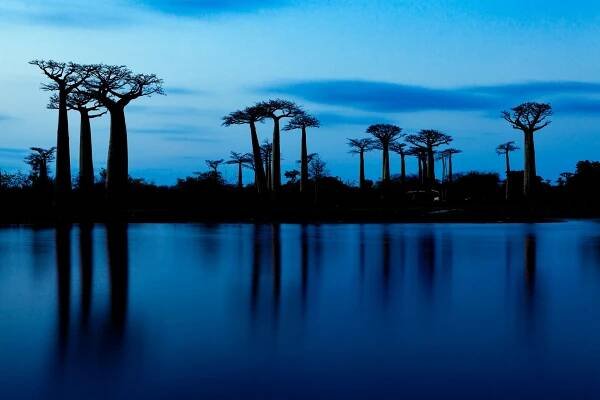 Baobab Avenue, Madagascar