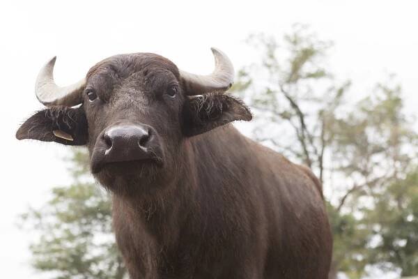 chov buvolů - buffalo iowa - stock snímky, obrázky a fotky