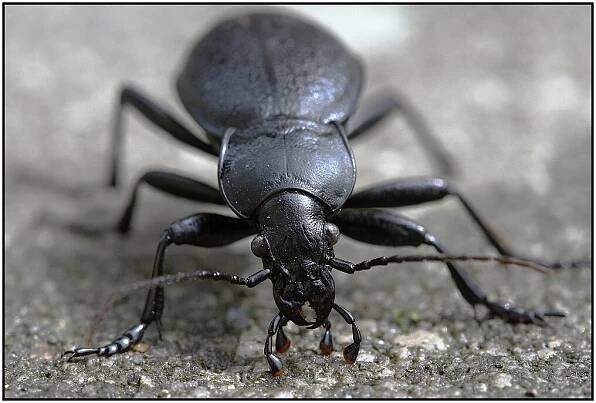 Střevlík kožitý (Carabus coriaceus)