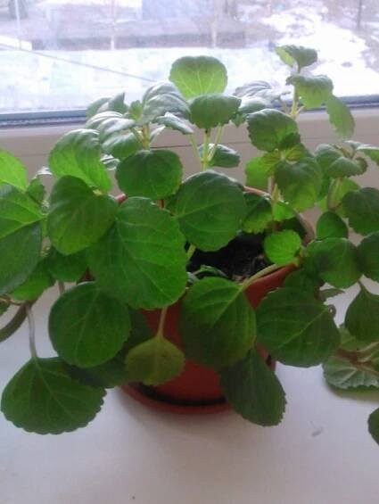 Aromatický Plectrantus: aplikace, léčivé vlastnosti a kontraindikace