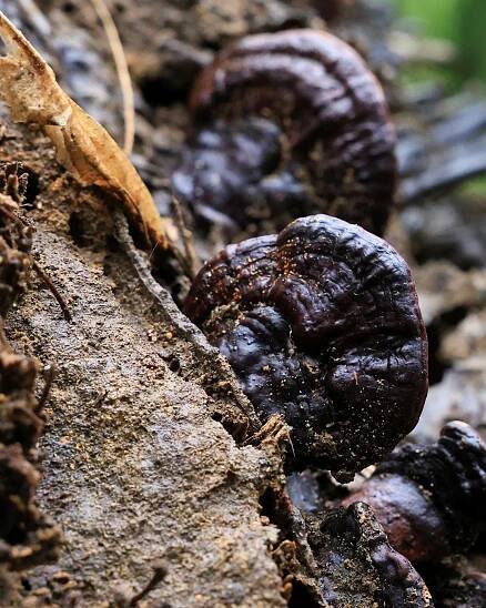 Palm oil yields at risk as Ganoderma appears in earlier planting cycles