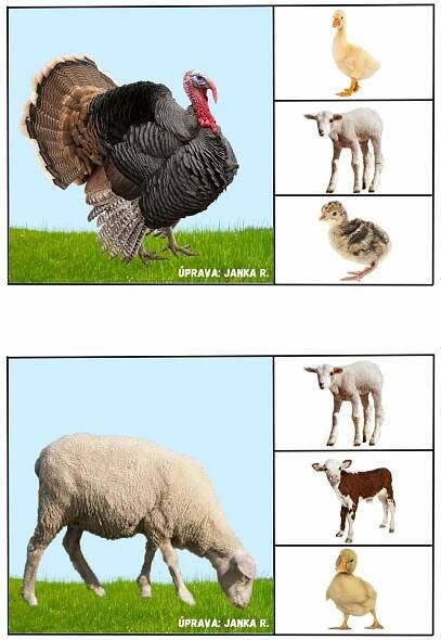 Cute Farm Animals in the Same Place