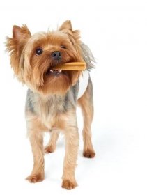 Pes s žvýkání stick v ústech — Stock fotografie