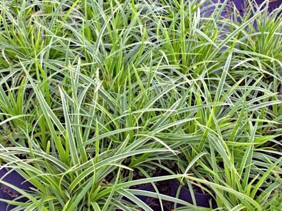 Carex foliosissima  'Ice Dance'
