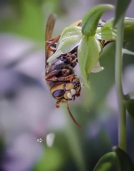 The narcotic nectar of Epipactis orchids | European Orchid Council