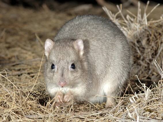 Burrowing Bettong | Australian Wildlife Conservancy