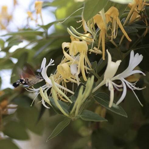 Honeysuckle