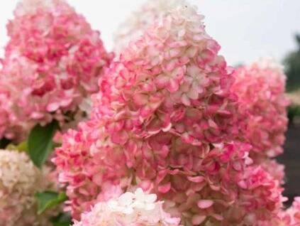 pinklight