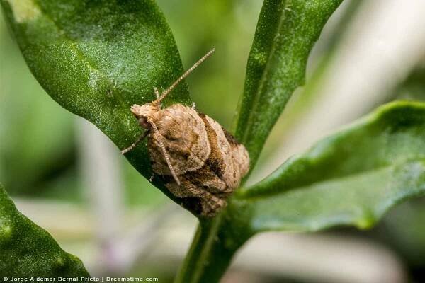 Do Mothballs Expire? How To Know When To Replace! 2