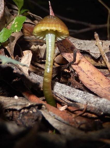 Hygrocybe batesii - Wikipedia