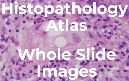 Histopathology Atlas - Appendix A — Authors and Contributors