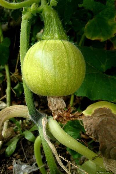 Tykev okrasná (Cucurbita pepo var ovifera)