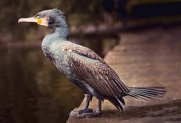 Keeping a Watchful Eye - Mick Clemenger