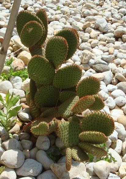 Opuncie - Opuntia rufida