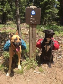 Two dogs wearing Ruffwear dog packs sit in front of a Lake Tahoe hiking sign. 