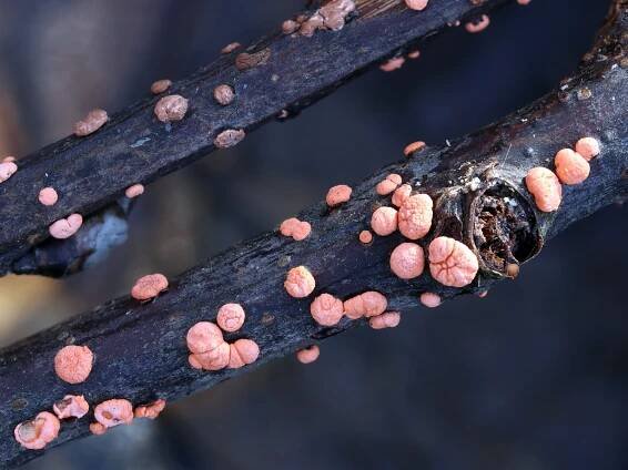 Sordariomycetes - tvrdohouby - myko.cz