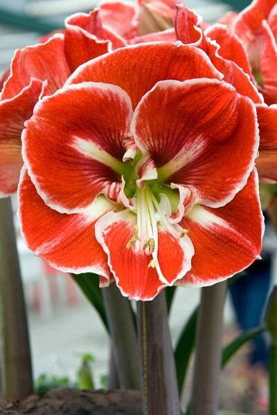 Close up of Samba Amaryllis bloom