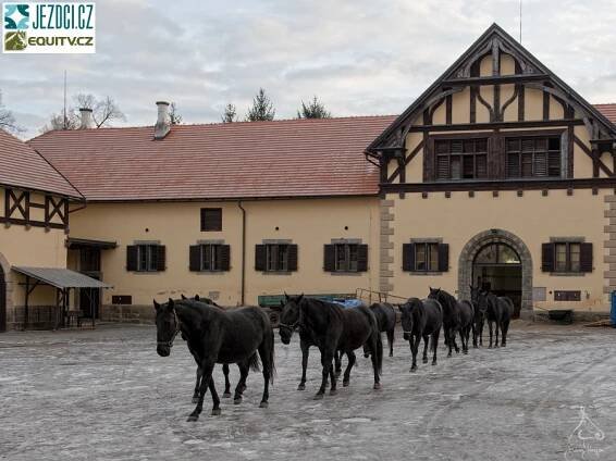 V pololetí koně letí nejen v Kladrubech | Jezdci.cz