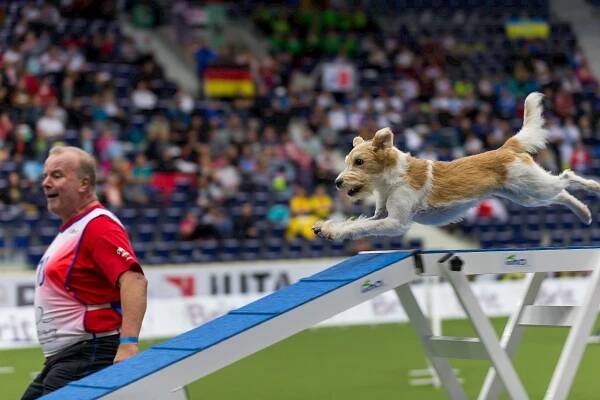 Do Liberce se po šesti letech vrátí světový šampionát v agility. Zúčastní se týmy z 55 zemí