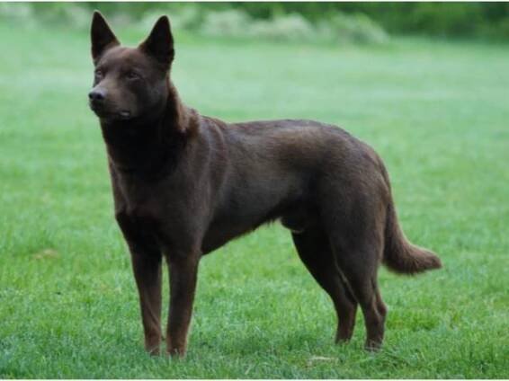 Australská kelpie - plemena psů