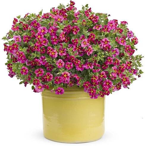 SUPERBELLS® Cherry Star Million Bells - Order Online