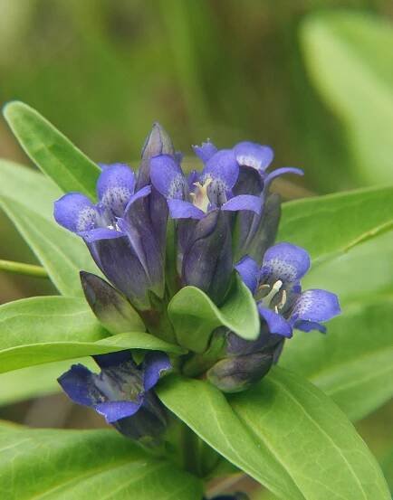 Gentiana cruciata
