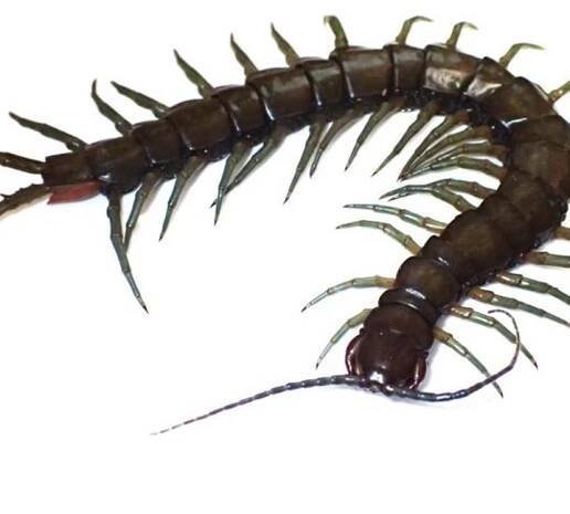 New amphibious centipede species named after local god discovered in Okinawa and Taiwan