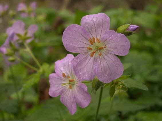 Geranium maculatum – Flora Pittsburghensis