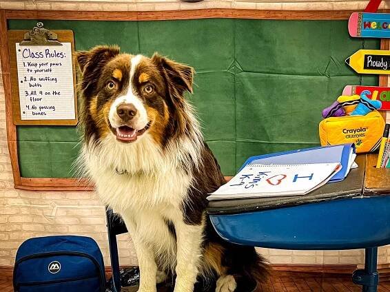 A cute Australian Shepard sits at a desk in our Puppy Kindergarten Dog Training Program