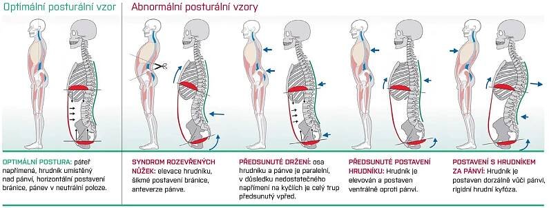 optimalni-drzeni-tela.png