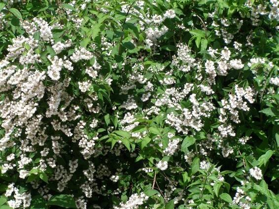 Deutzia scabra - trojpuk drsný