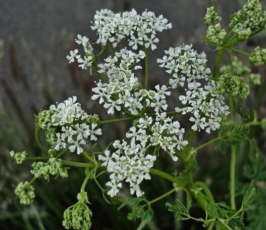 Proč byste neměli růst Hemlock