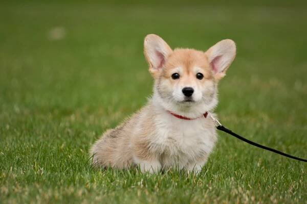 FAQs — Cadwyn Corgis | CKC Pembroke Welsh Corgi Breeder Canada