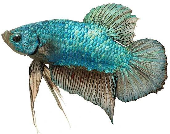 fisch