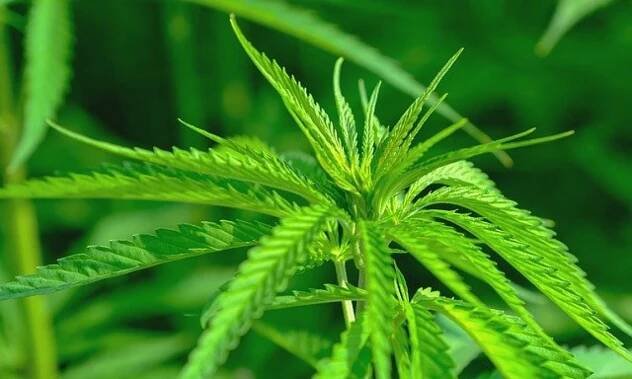 Léčebné konopí neboli marihuana pomáhá lidem tišit bolest | Plné zdraví