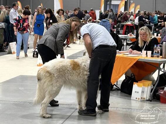 PRAGUE EXPO DOG PRAHA TRIO CACIB – 30.11. 2024 - BABYLON BOHEMIA