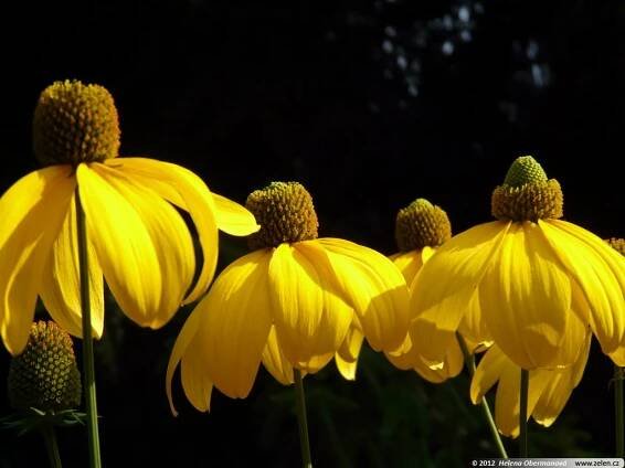 Rudbeckia nitida Herbstsonne třapatka lesklá