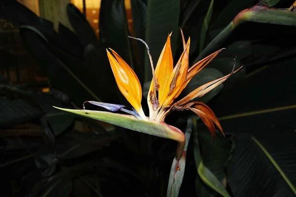 Botanická zahrada Liberec.