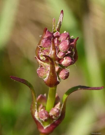 Smolnička obecná (Lychnis viscaria)