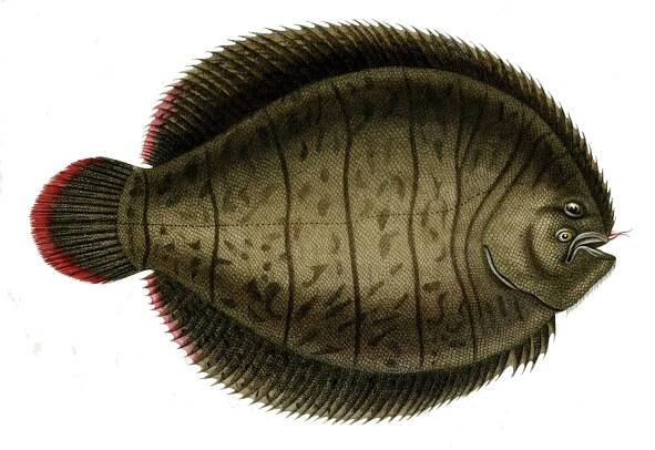 Achirus