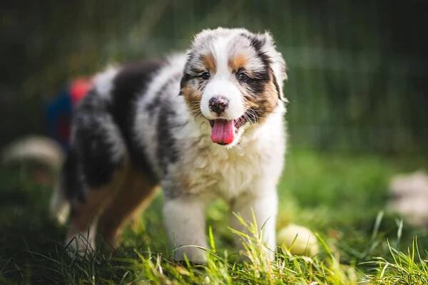 Socializace štěňat - Aussie kennel Life Bond
