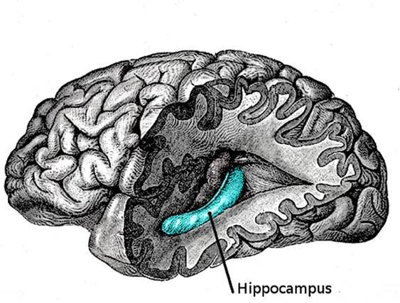 Hipokampus - Wikiwand