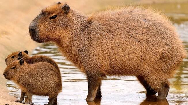 Hembra de capibara con sus dos crías