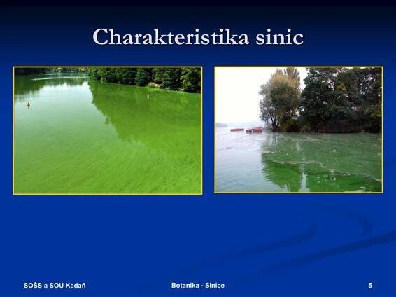 PPT - BOTANIKA SINICE (CYANOPHYTA) PowerPoint Presentation, free download - ID:469311