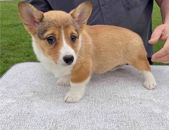 Prodám štěňata welsh corgi pembroke. - bazar - Hyperinzerce.cz