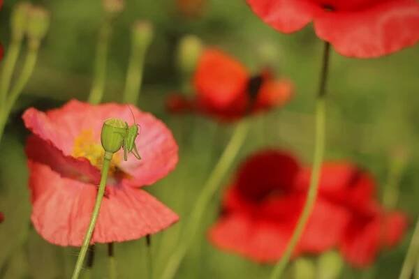 malá kobylka na makovičce (little grasshopper on a poppyhead)